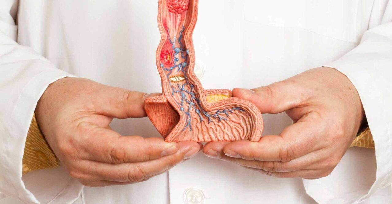 penis struktur